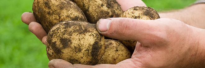 Potatoes-660x220